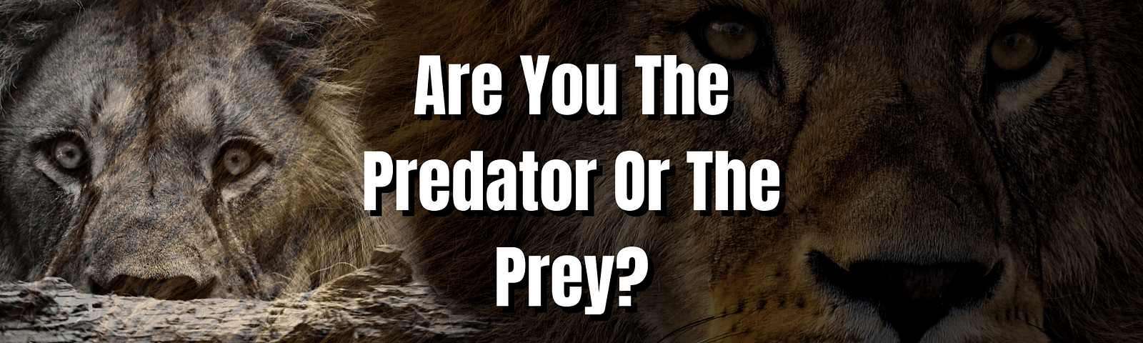 predator or prey inspirational and motivational videos