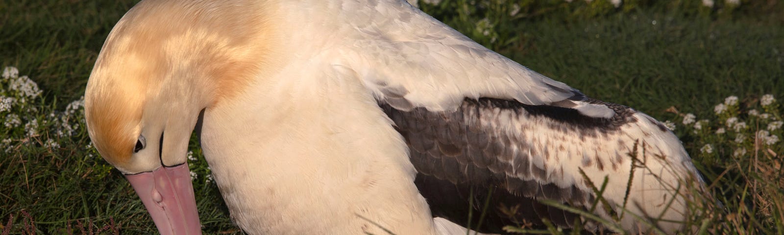 A golden headed short-tailed albatross male sits on the nest with its black feathered and fluffy new chick.