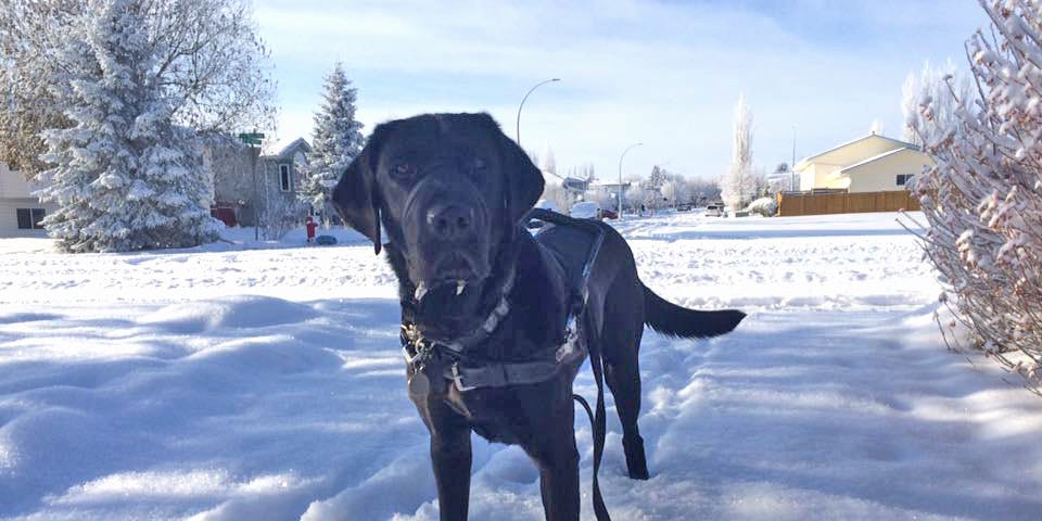 Picture of Cooper a black lab guide dog on a snow walk