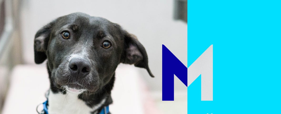 A black and white dog looking at the camera hopefully. The image includes a large M signifying Mars, Incorporated, and the logo for the Mars Petcare Service Humans Needed program.