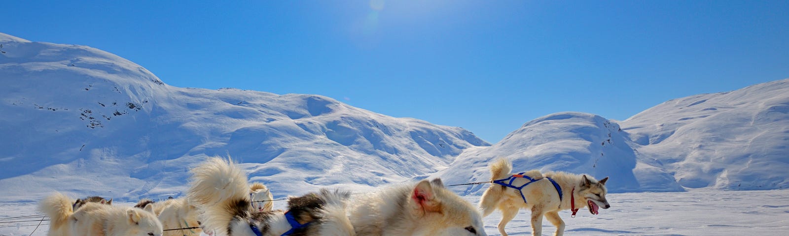 A group of husky dogs runs and pulls a sled across the snow under the shining sun.