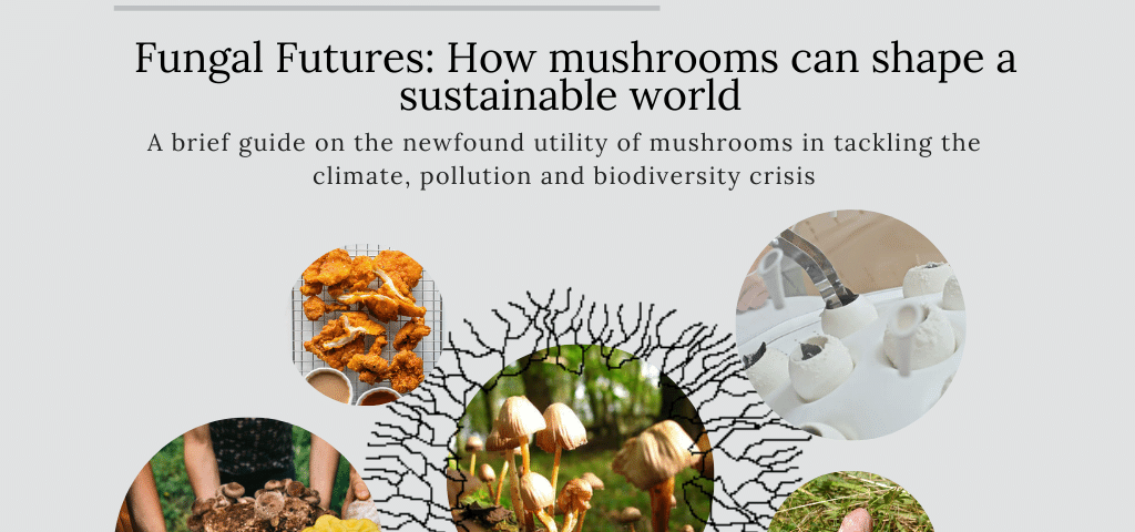 There are 5 images in the post, they gave a light grey background and have the Bristol Hub logo in the top right and the Bristol Sustainability Network’s Instagram handle centred at the bottom of each image. The first image introduces the topic of the article which is ‘Food Security: Fungal Future, How can mushrooms shape a sustainable world? A brief guide on the newfound utility of mushrooms in tackling the climate, pollution and biodiversity crisis’. Underneath is a collage of images that show