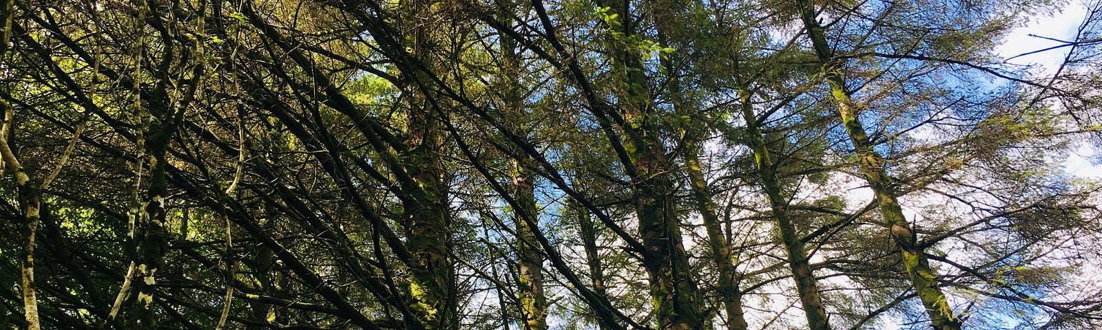 Looking up at the sky through a forest of trees.