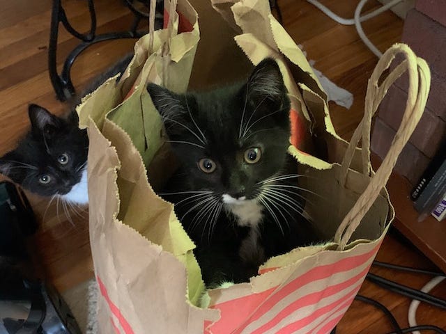 Tuxedo kits. One in a grocery bag, the other peeking around