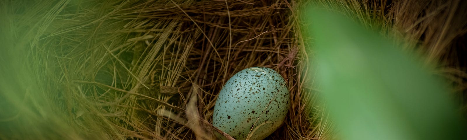 Speckled bird’s egg in nest