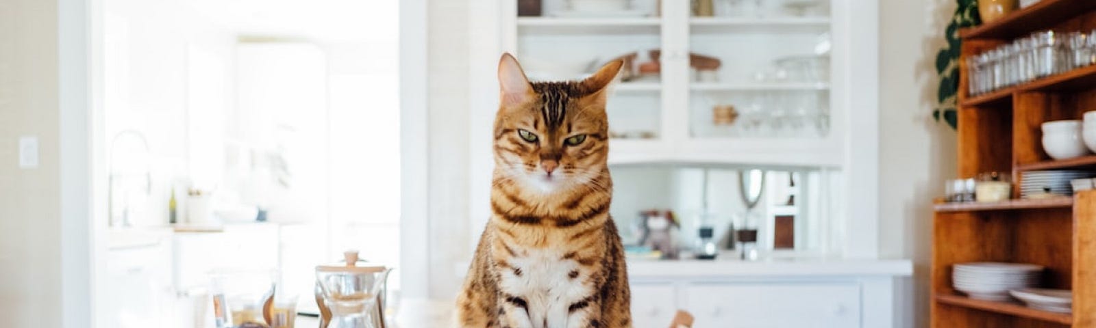 Paul Hanaoka took this photo of a striped cat in a modern home.