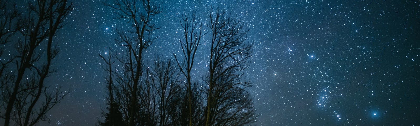 A starred filled night sky with dead tree in the foreground