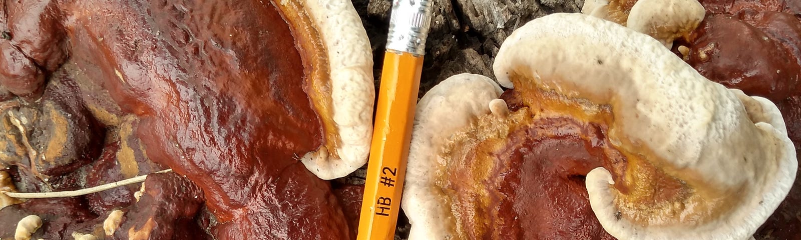 A large fungus and a #2 HB pencil.