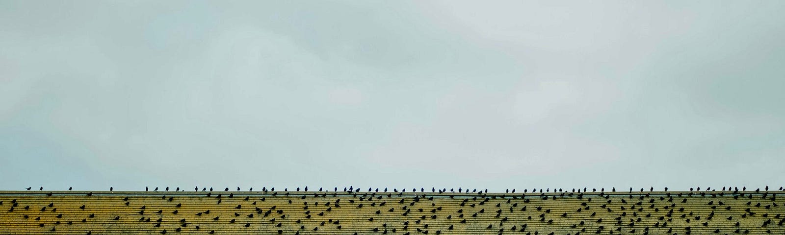 A red hut with a wall behind it where loads of birds are perched