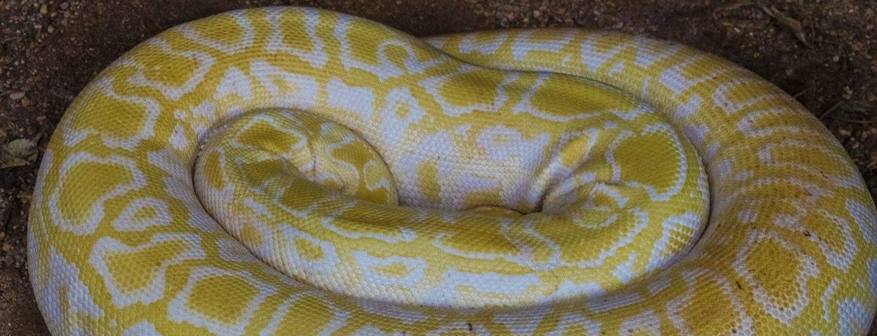 A curled yellow and white snake, that is probably sleeping.