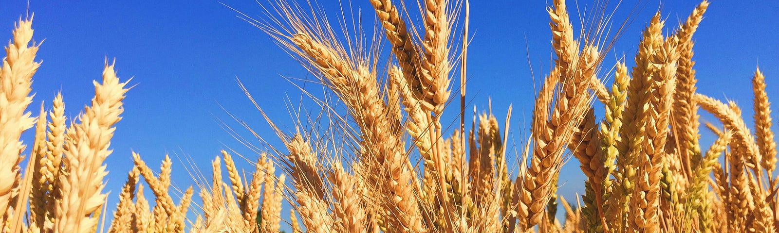 The picture shows golden wheat against an azure sky.