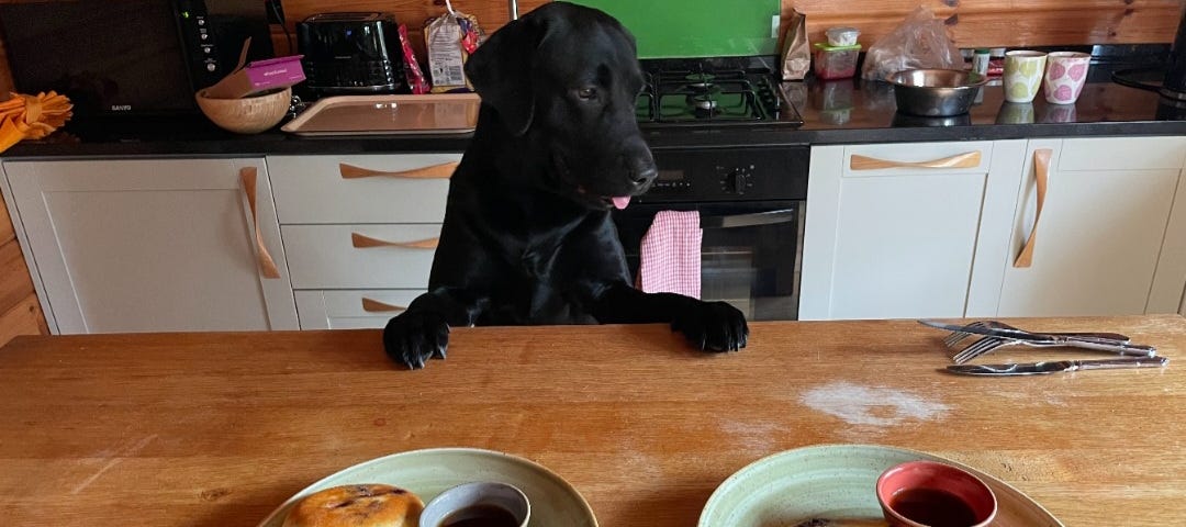 A big black labrador stood on his back legs with his paws on a wooden kitchen counter. His little pink tongue is peeking out as he serves the humans 2 plated of blueberry pancakes with little dishes of maple syrup.