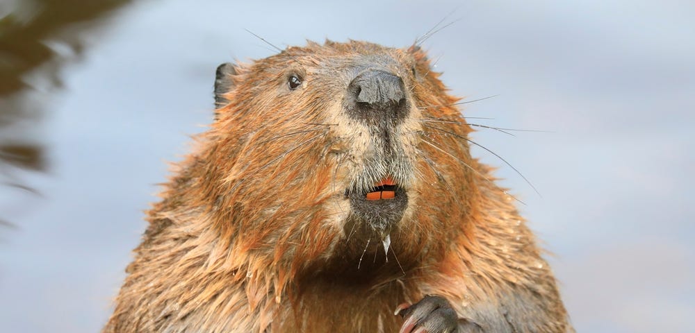 Picture of a beaver looking to the camera, showing orange teeth.