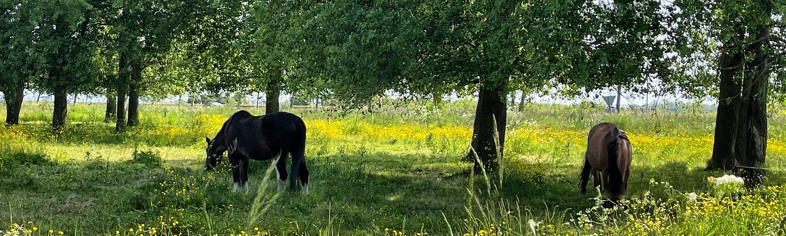 a lush green meadow, white and yellow flowers, and on the background two horses and trees.