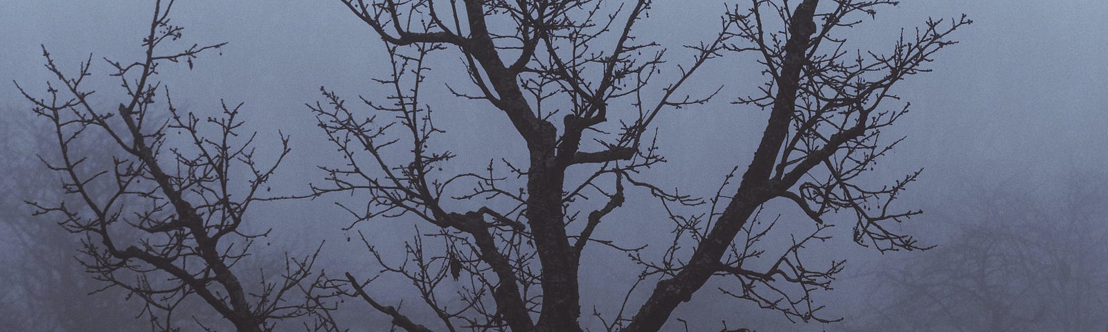 A gray, gloomy day with a leafless tree.