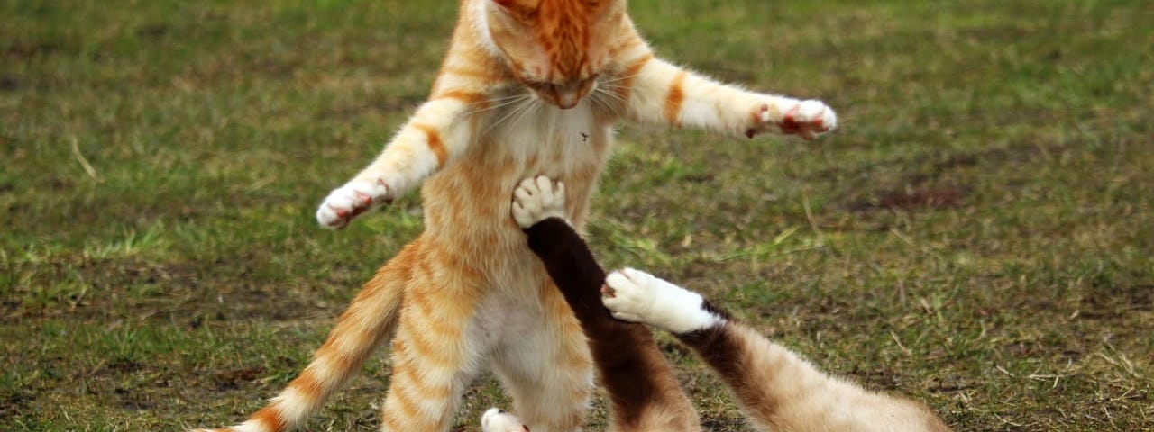 two cats fighting