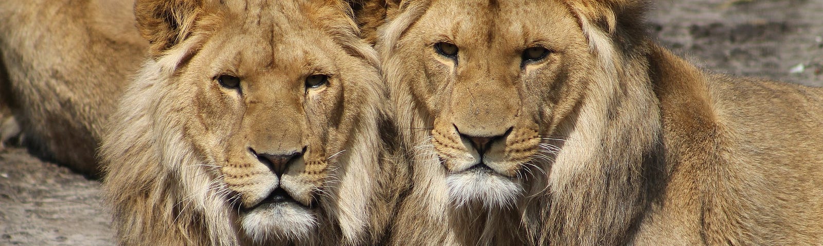2 maned lions snuggling, looking into the camera.