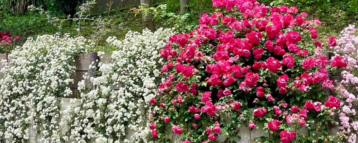 Flowers in Japan