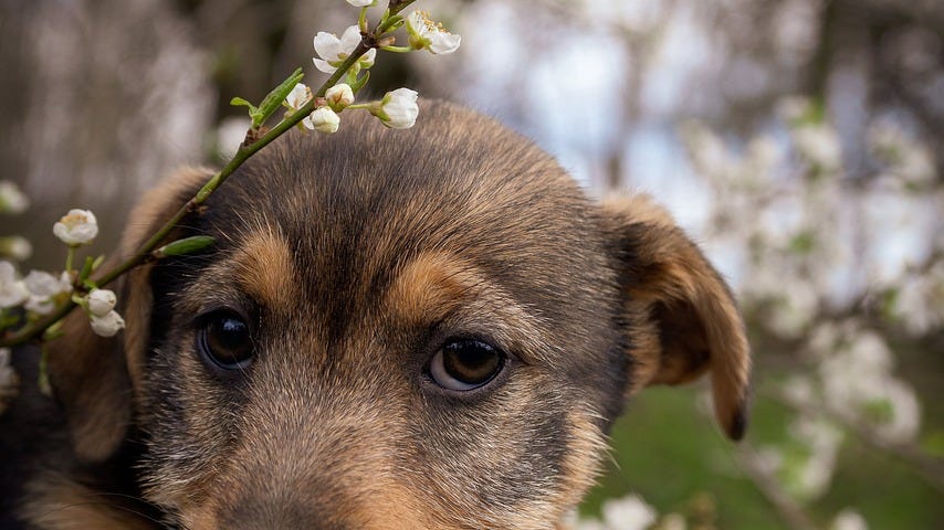 A mongrel / Heinz 57 mixed breed puppy sitting on a person’s knee, spring blossoms