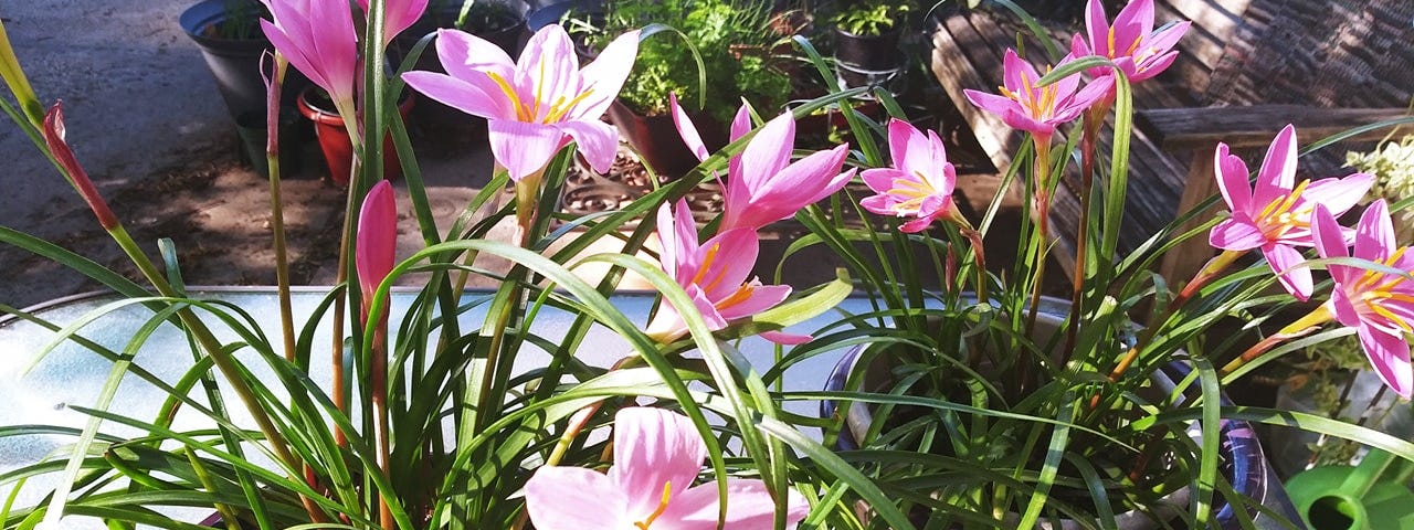 Pretty pink fairy lily plants in bloom.
