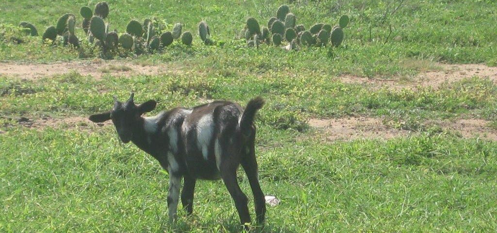 A confused goat in Aruba after I made goat noises at it