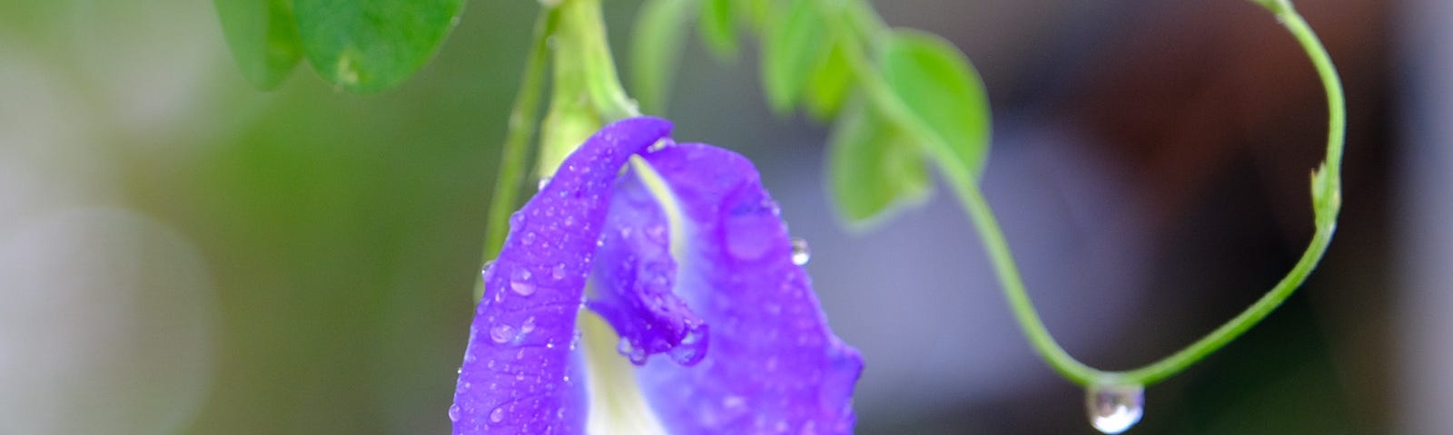 butterfly pea flower