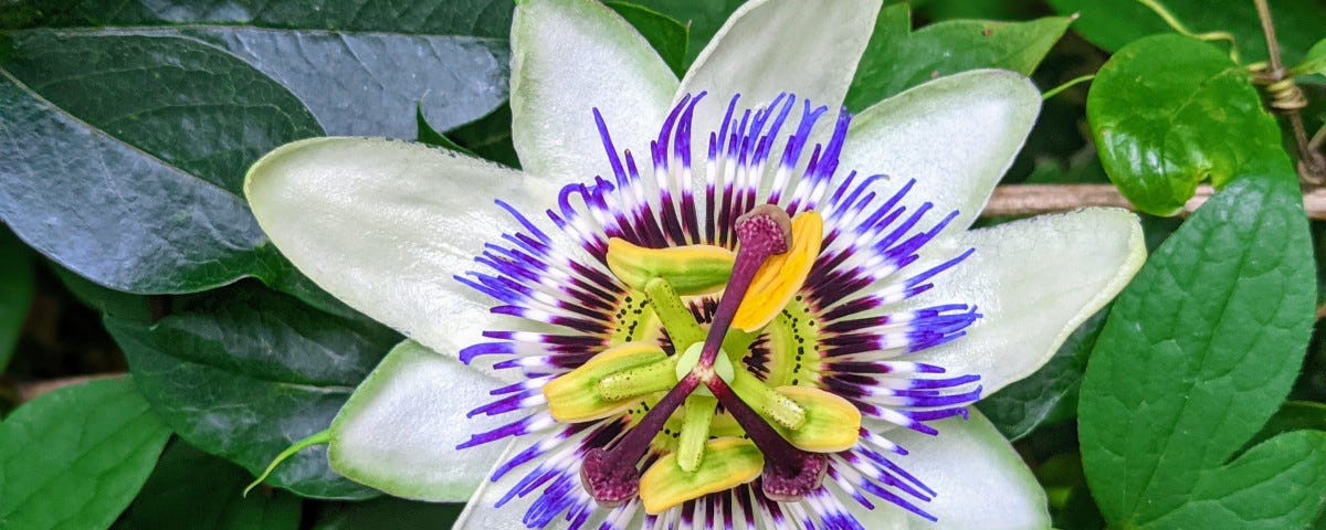 A passonfruit flower open, with stamen and a leafy green background