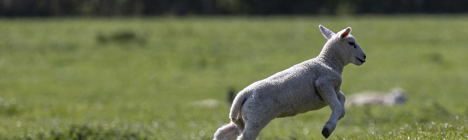 Two white lambs lie in the grass in a field. A third lamb leaps into the air in the foreground.