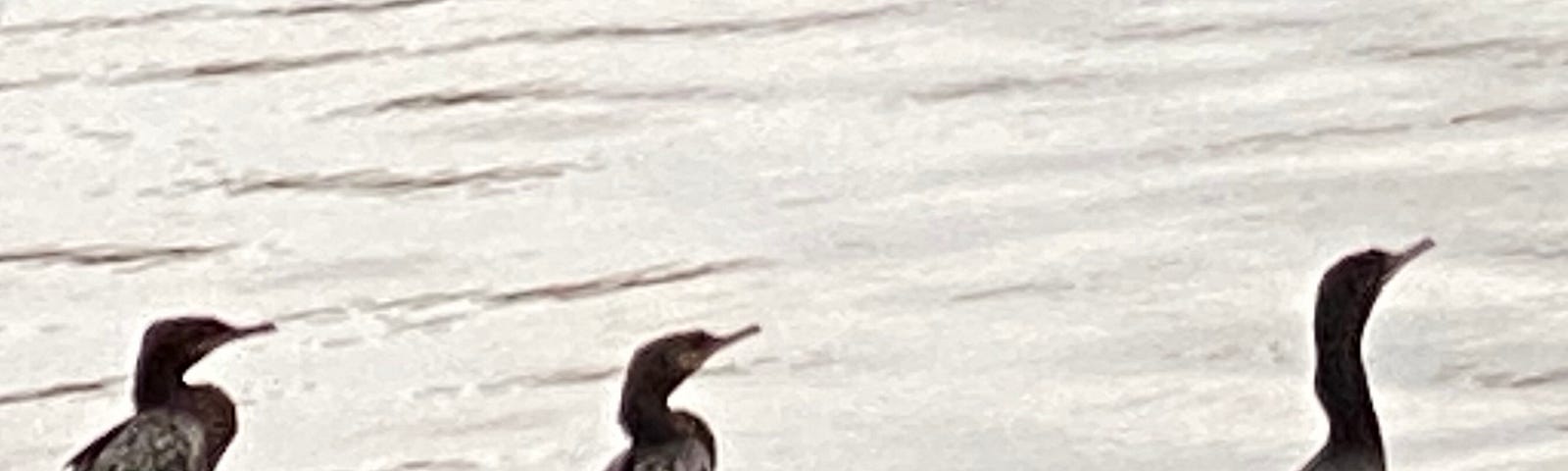 Three cormorants at the water’s edge