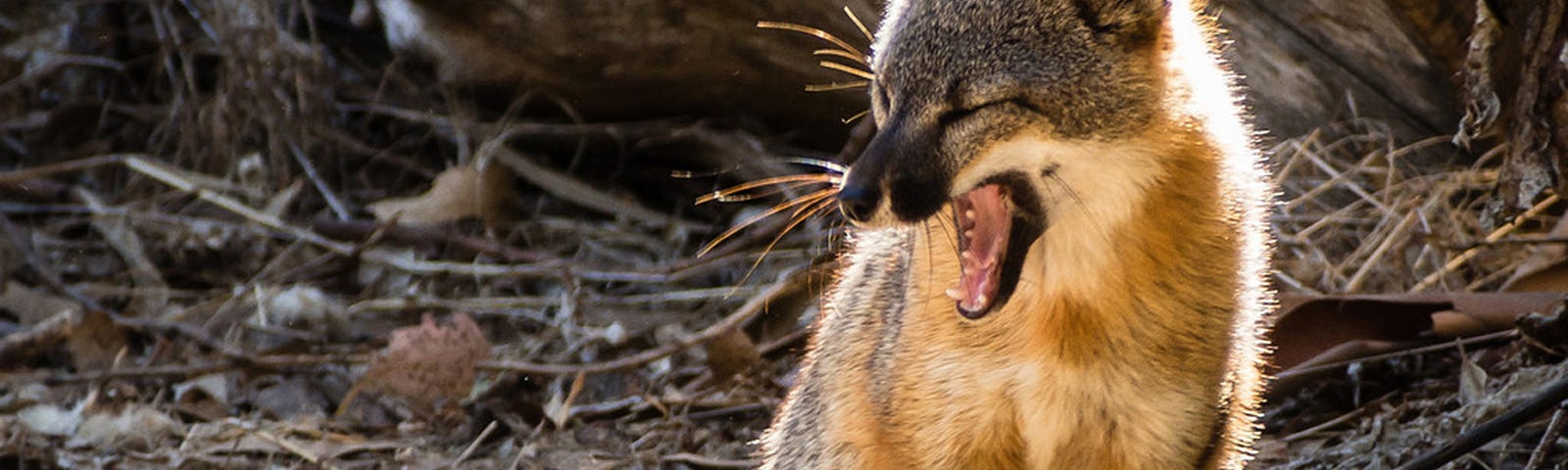 An endemic island fox yawns as it prepares for another day of checking out campers’ belongings on Santa Cruz Island in California’s Channel Islands National Park. (copyright Mike Blevins — all rights reserved)