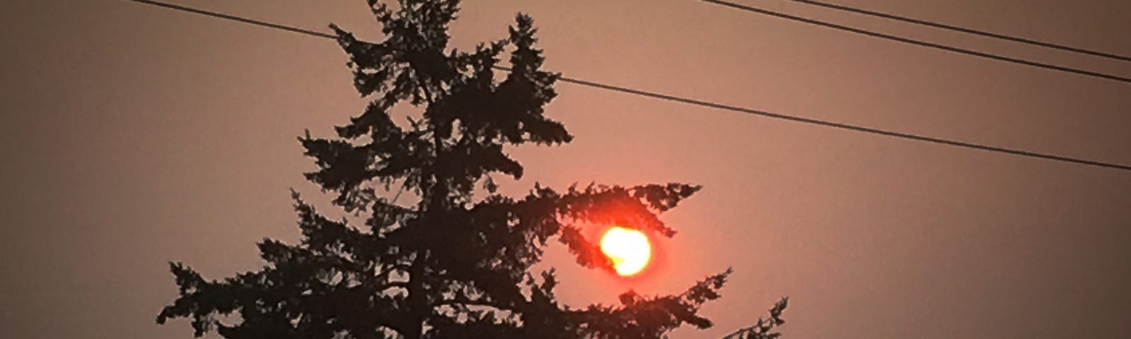 a dark sky with a red sun showing behind a tree