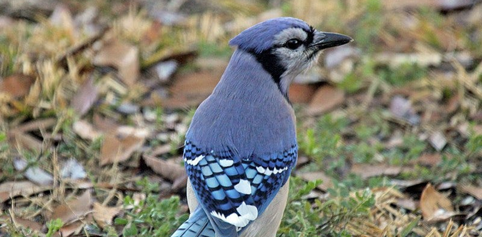 File: Blue Jay Ash RWD5.jpg Description English: Blue Jay (Cyanocitta cristata) — Ash, North Carolina. This is the subspecies Cyanocitta c. cristata. Author Dick Daniels (http://theworldbirds.org/) This file is licensed under the Creative Commons Attribution-Share Alike 3.0 Unported license. CC BY-SA 3.0 Deed | Attribution-Share Alike 3.0 Unported | Creative Commons File: Blue Jay Ash RWD5.jpg — Wikimedia Commons I made no changes to this image.