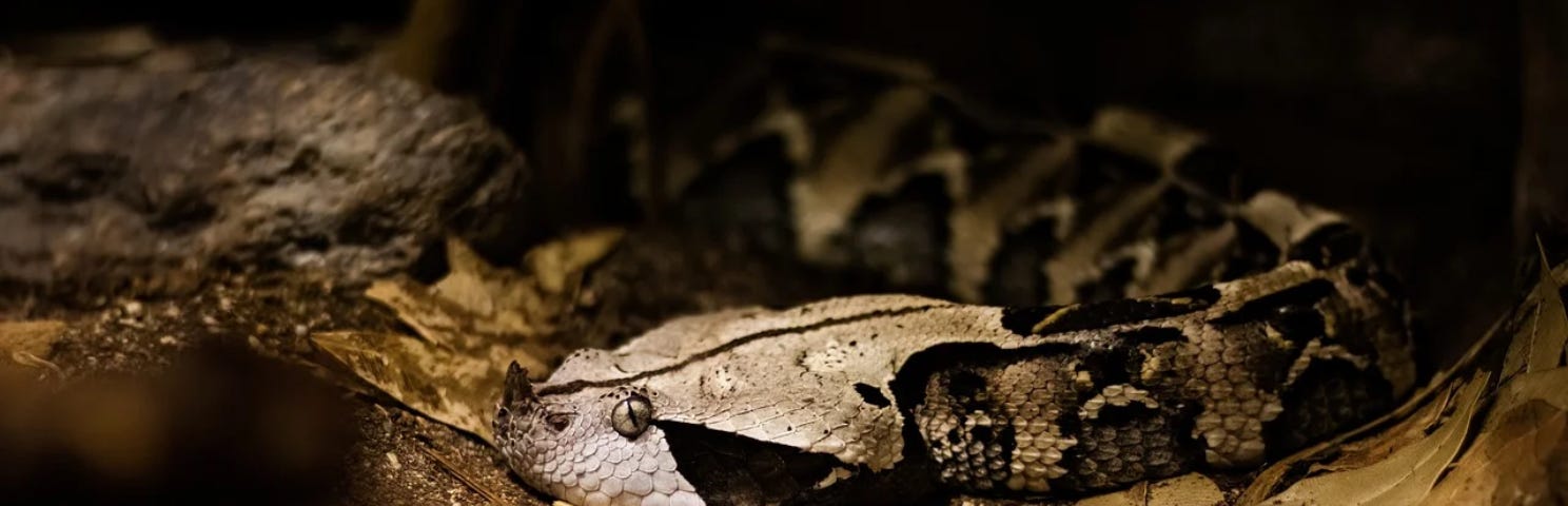 A Gaboon viper camouflaged in the leaf litter.