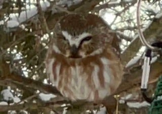 A close up view of a Saw-Whet owl on a branch.