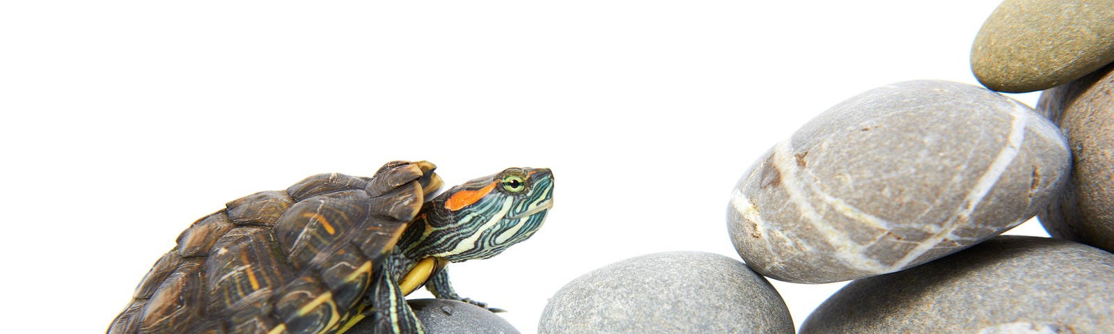 Turtle climbing stones