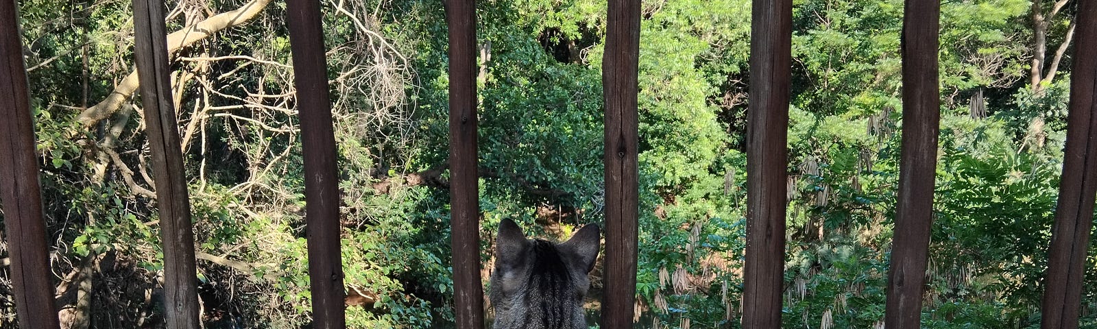 A spotted and striped cat staring at trees through a wooden railing having a great daydream