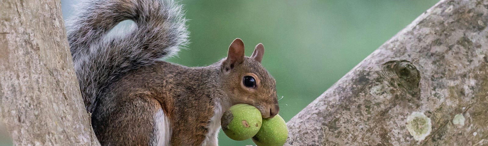 Squirrel with two nuts in mouth