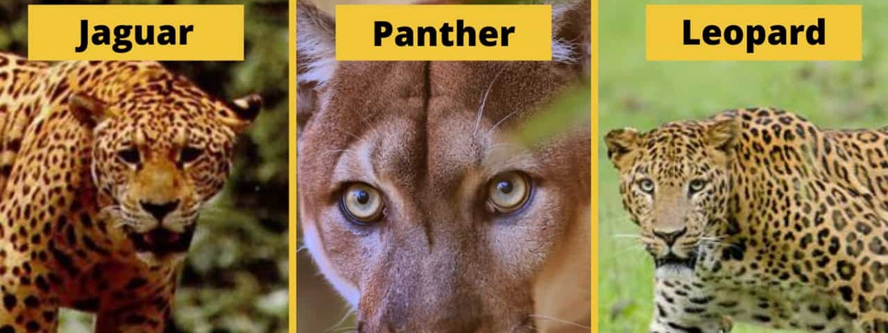 cheetah vs leopard vs jaguar vs panther