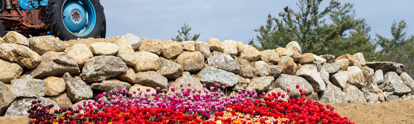 A photo of tulips in front of a rock wall.