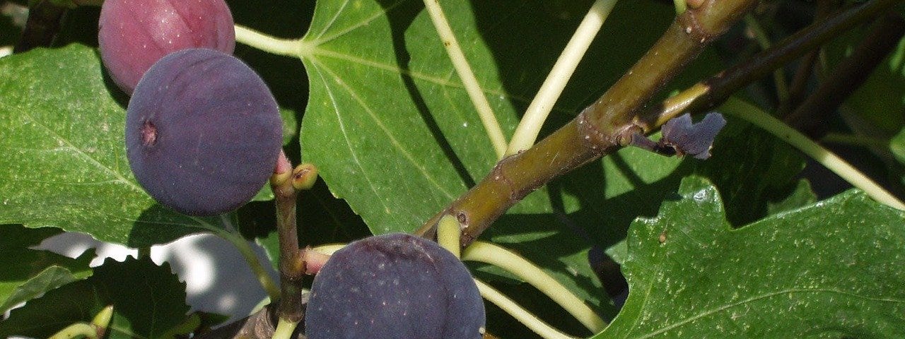 Figs growing on tree.