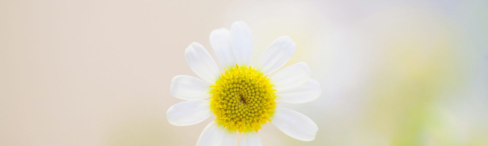 White daisy flower in bloom.