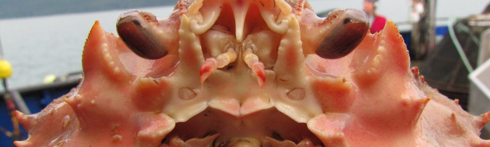 A close up of a male Tanner crab.