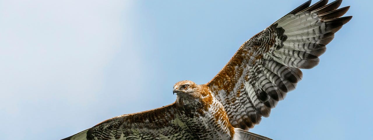 A Falcon soars through the air.