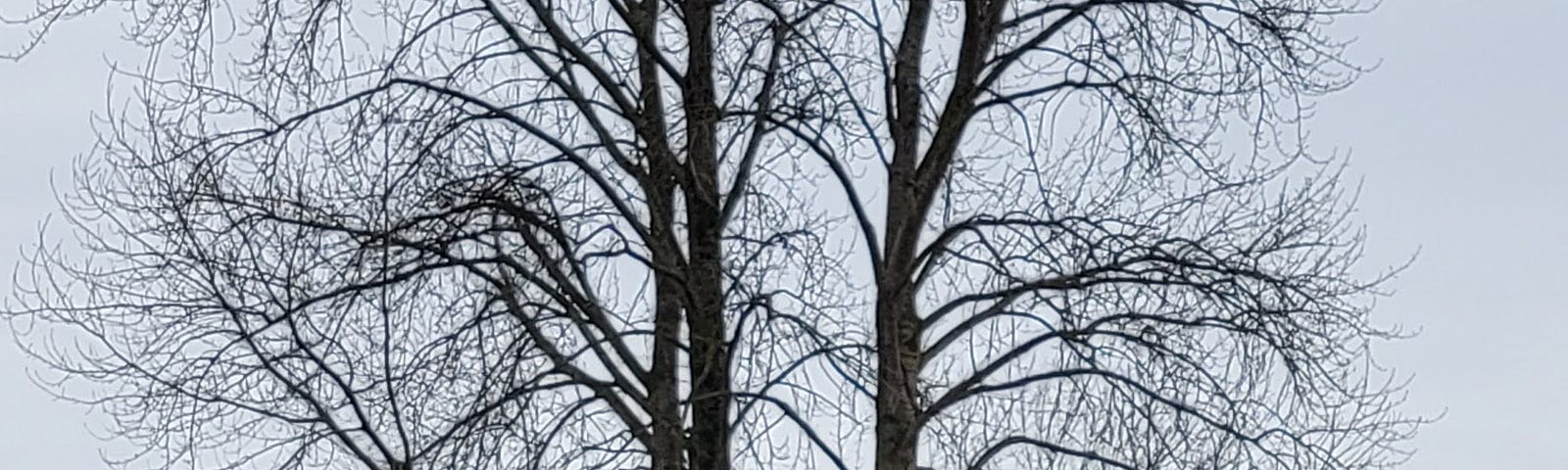 Eagle in a winter tree