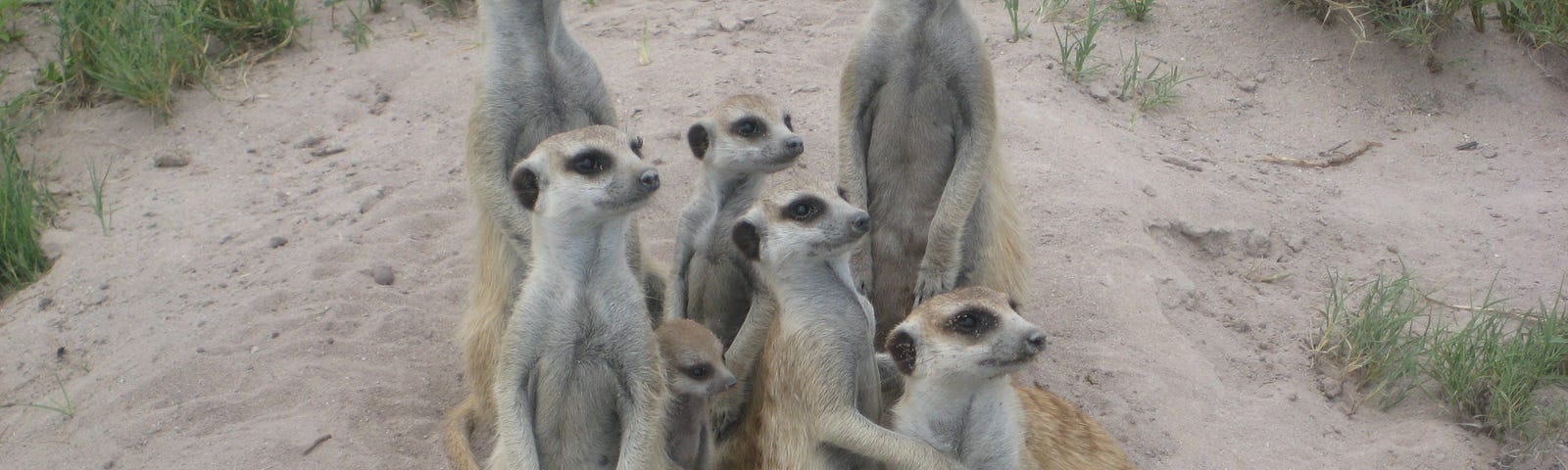 A group of eight meerkats in the desert looking up in search of birds of prey surrounded by short grass.