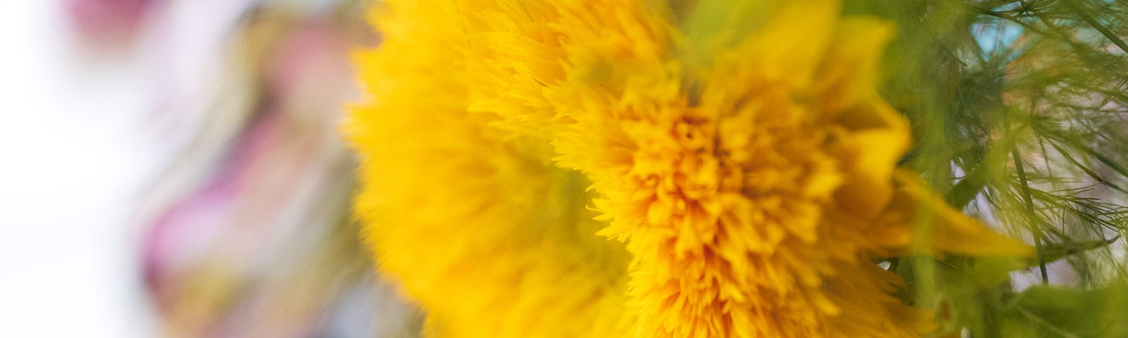 summer bright yellow lion sunflower close-up, turquoise flip-flops, beach towel | © pockett dessert