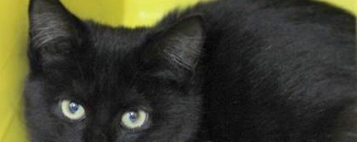 Black kitten with green eyes