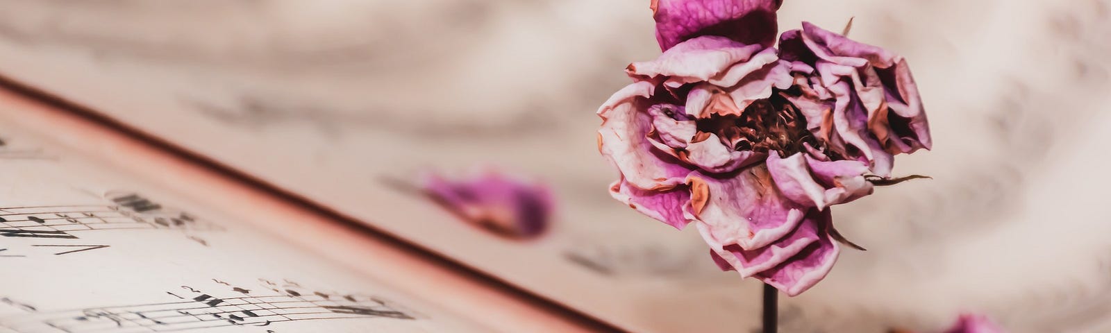 Decaying flower on top of sheet music