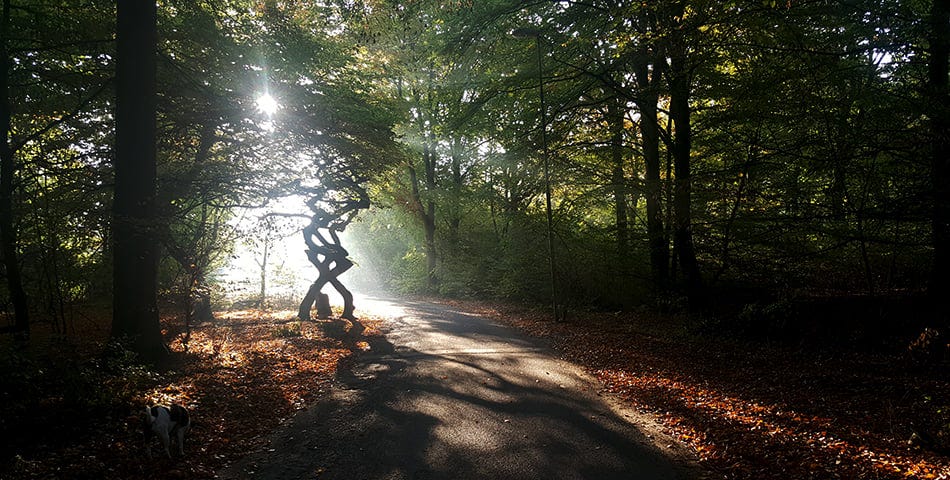 The woods — with a twisted Beech. And the sun shining through the greenery.