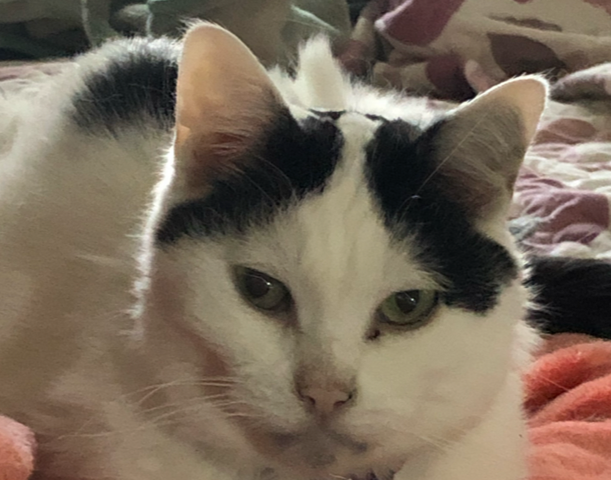 White and black cat on bed